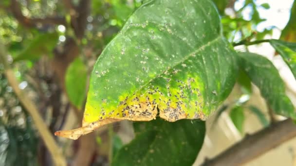 受寄生虫或霉菌感染的果树叶子特写 植物疾病 植被受损 农村生活方式 — 图库视频影像