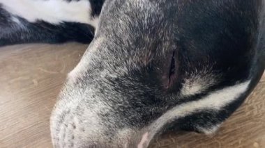 Pitbull teriyeri köpeğinin uykusunda ve uyandığında kafasının yakın plan görüntüsü. Evcil köpekler, sevimli hayvanlar.