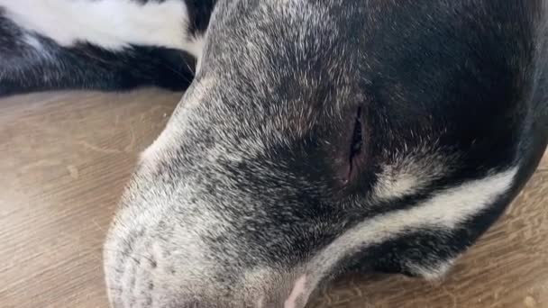 Sehr Nahaufnahme Des Kopfes Eines Pitbull Terrier Hundes Während Schläft — Stockvideo