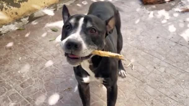 Schwarzer Amerikanischer Pitbull Hund Beim Spielen Einem Hof Mit Einem — Stockvideo