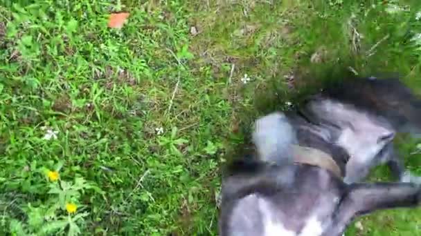 在春天或夏天 美国黑色斗牛犬在繁茂的草地上快乐地转来转去 拍下了它的高角镜头 狗玩耍和放松 自然界中的动物 — 图库视频影像