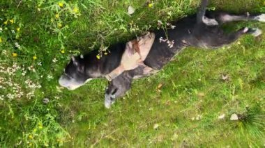 Siyah bir pitbull köpeğinin baharda ya da yaz aylarında çiçekli bir çayırda mutlu mesut yuvarlanmasının yüksek açılı görüntüsü. Evcil hayvanlar, köpek oyunları ve rahatlatıcı hayvanlar.