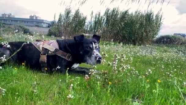 春天的时候 美洲的黑色斗牛犬躺在绿油油的草地上 休息在大自然的中央 家养的狗 户外生活 在大自然中的放松 — 图库视频影像