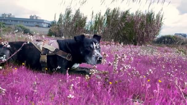 Creatieve Fantasiebeeldkleuren Zwarte Amerikaanse Pitbull Dog Liggend Een Bloemrijke Roze — Stockvideo