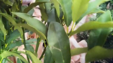 Zıplayan tek boynuzlu at heykelinin bahçe süsü olarak yakın plan fotoğrafı. Fantastik yaratıklar, bahçe süslemeleri ve ev eşyaları, fantezi konsepti.