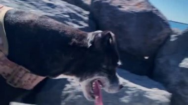 Denize yakın bir taş iskelede yürüyen siyah bir Amerikan pitbulunun profil çekimi. Evcil hayvanlarla, Amerikan pitbull köpekleriyle açık havada yaşamak.