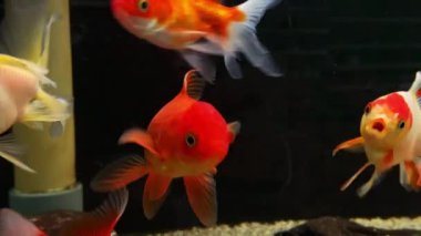 Bir akvaryumun içinde yüzen bir grup altın ve turuncu balık balığı. Evcil hayvan dükkanları ve akvaryumlar, evcil hayvanlar, su hayvanları ve balıklar