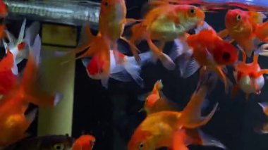 Akvaryumun yakın plan çekimi ve içinde yüzen bir sürü Japon balığı var. Evcil hayvan dükkanı ve akvaryum, akvaryum ve evcil hayvanlar.