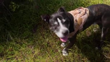 Yeşil çimenlikteki sevimli siyah Amerikan pitbull teriyeri kameraya bakıyor ve oynamak için koşuyor. Video hayvanlar, Amerikan pitbull teriyer köpekleri.