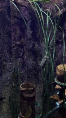 Malta akvaryumu videosu, deniz tabanında moray balığı ve yakınlarda yüzen diğer balıklar tespit edildi. Deniz yaşamı, ekosistem ve deniz biyolojisi.