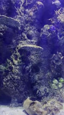 Malta akvaryumu, sayısız tropikal balığın yüzdüğü deniz yatağı. Deniz biyolojisi ve ekosistemler, akvaryum balığı ve tropikal hayvanlar.
