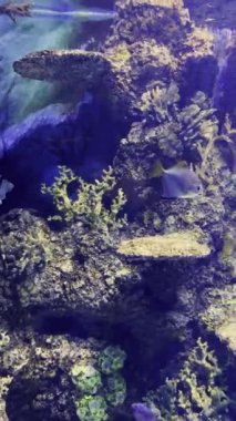 Malta akvaryumu. Çevrelerinin yeniden inşasında sayısız cerrah balığı ve diğer tropikal balıkların bulunduğu bir akvaryum. Deniz biyolojisi ve ekosistemler, balıklar ve tropikal hayvanlar
