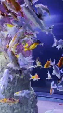 Malta akvaryumu dikey video. Silindirik bir akvaryumda sayısız renkli tropikal balık yüzer. Doğa biyolojisi ve deniz ekosistemleri.