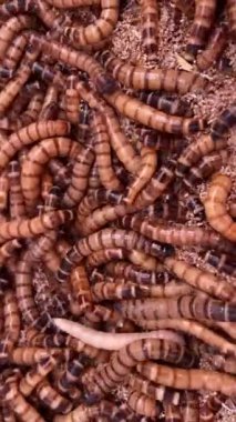 Çiftlikteki talaş içindeki pek çok kurtçuk larvasının dikey görüntüsü. Böceklere ve omurgasızlara dayanan protein diyeti 4k video