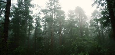 Çam ormanı dumanla doluydu. Korkunç bir gizem. Kışın sis ile çevrili büyük bir ağaç.