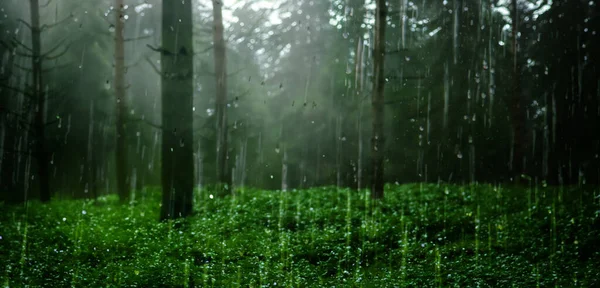 Eső Fenyőerdőben Erős Köd Buja Táj Esős Évszakban Illusztráció — Stock Fotó