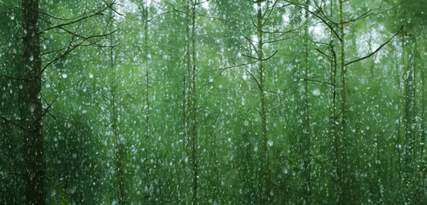 Deszcz Sosnowym Lesie Ciężka Mgła Bujne Krajobrazy Porze Deszczowej Ilustracja — Zdjęcie stockowe