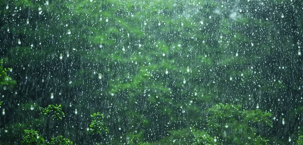 松林中的雨在雨季的浓雾中郁郁葱葱的风景 — 图库照片