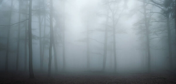 The pine forest was full of smoke scary mystery Big tree surrounded by fog in winter 3D illustration