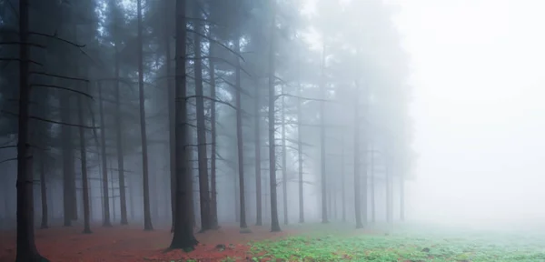 Der Kiefernwald War Voller Rauch Gruseliges Geheimnis Großer Baum Umgeben — Stockfoto