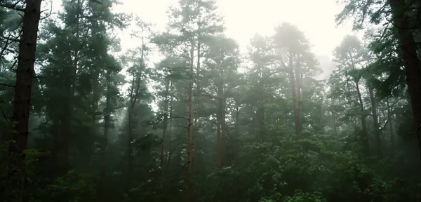 Pine Forest Full Smoke Scary Mystery Big Tree Surrounded Fog — Stock Photo, Image