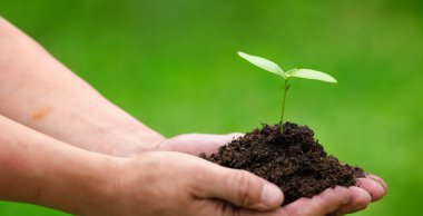 Tarımın arka planında ağaç fidanı var. 3D illüstrasyon.