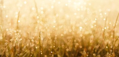 Bokeh su damlacıkları su damlacıkları çimlerin üzerine çiy damlaları 3d illüstrasyon (3))