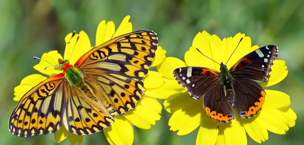 花園で飛ぶ蝶 花から蜜を吸う蝶 3Dイラスト — ストック写真