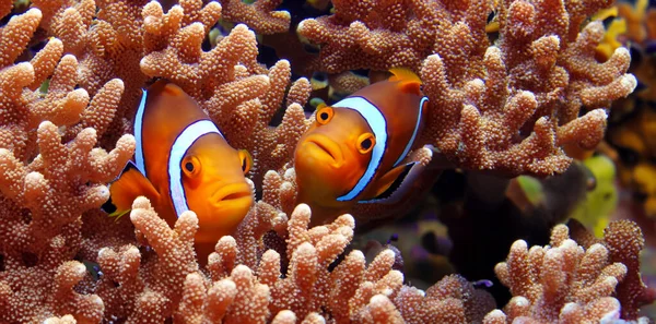 Clownfische Und Korallen Unter Wasser Anemonenfische Leben Meer Illustration — Stockfoto