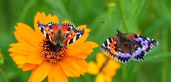 Mariposa Volando Jardín Flores Mariposa Chupando Néctar Una Flor Ilustración — Foto de Stock