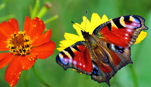 Butterfly Flying Flower Garden Butterfly Sucking Nectar Flower Illustration — Stock Photo, Image