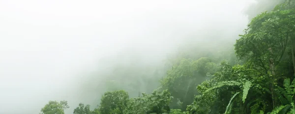 Nebel Wald Hohe Bäume Panorama Natur Landschaft Hintergrund Regenwald Illustration — Stockfoto