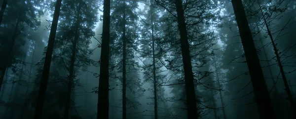Nebbia Nella Foresta Alberi Alti Panoramica Natura Paesaggio Sfondo Foresta — Foto Stock