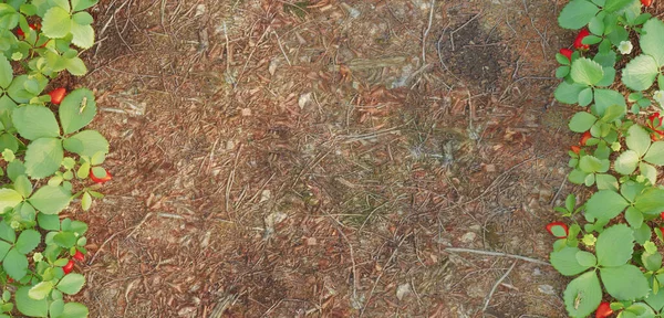그라운드 프레임 빈티지 스타일 잎으로 신선한 테두리 일러스트 — 스톡 사진
