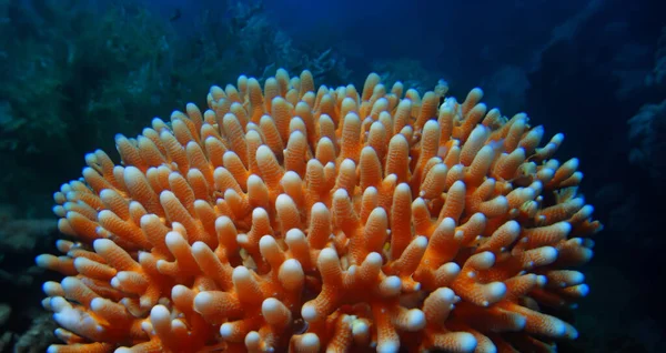 Korallundervattens Ekosystem Vatten — Stockfoto