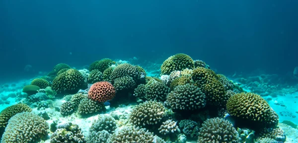 Korallen Unter Wasser Unterwasser Ökosystem — Stockfoto