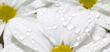 Yaprak yapraklarındaki su damlalarının parlak arkaplanı çiçeklerdeki sabah çiğ taneleri