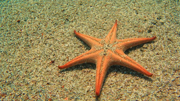 Bintang Laut Bintang Laut Pasir Bawah Air — Stok Foto