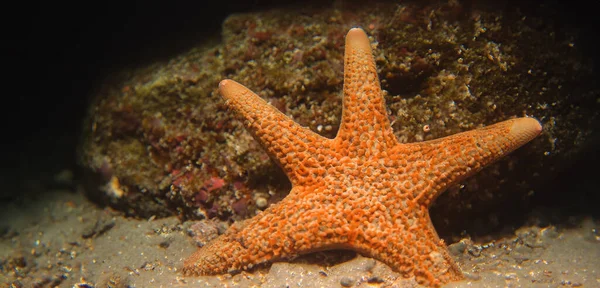 Starfish in the sea Starfish on the sand underwater