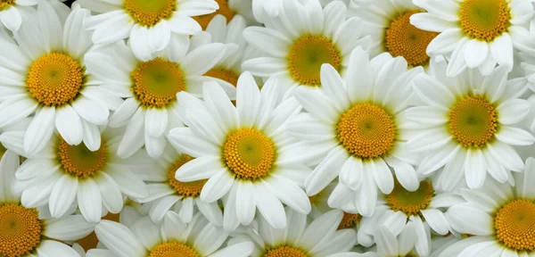 Margaridas Flores Brancas Fundo Branco Minimalista — Fotografia de Stock