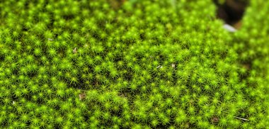 Islak zeminde yeşil yosun var. Fotoğrafı kapat.