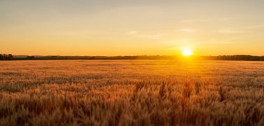 Buğday tarlası. Doğanın manzarası. Buğday tarlasında gün doğumu.