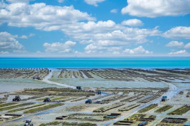 Oyster beds at low tide in oyster farm, Cancale, Brittany, France. High quality photo