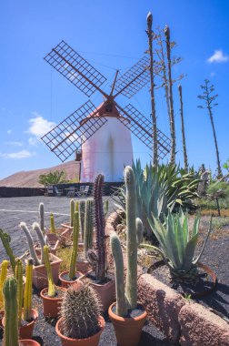 Önünde kaktüs olan eski bir İspanyol rüzgar gülü, Tiagua, Lanzarote. 