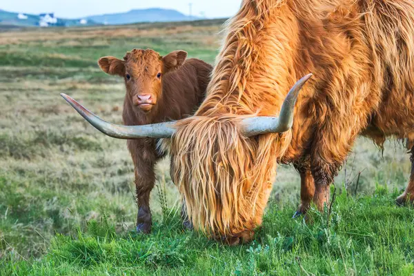 Primer Plano Bebé Vaca Highland Madre Isla Skye Escocia Europa Fotos de stock