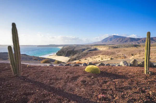 View Papagayo Beach Cactus Lanzarote Canary Islands Spain 스톡 이미지