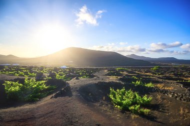 La Geria 'daki üzüm bağları ve taş çitler. Lanzarote. Kanarya Adaları. İspanya. 