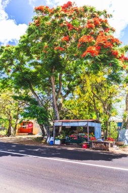 Kırmızı çiçekli, egzotik tropik ağaçlar ve yol kenarında manavlar. Yol boyunca yanan ağaçlar. Mauritius Adası, Afrika. 
