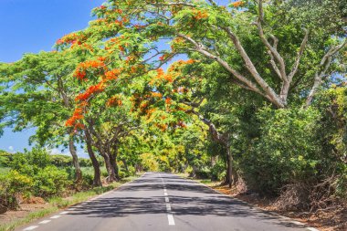 Kırmızı çiçeklerle süslenmiş egzotik tropikal ağaç. Yol boyunca yanan ağaçlar. Mauritius Adası, Afrika.