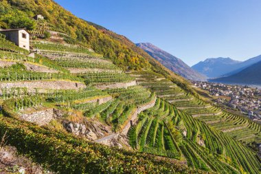Sonbaharda bağlarda güneş ışığı, Bianzone, Valtellina, Lombardy, İtalya, Avrupa.